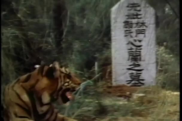 中国語のテキストが刻まれた墓石の近くに座っているパンチタイガー — ストック動画