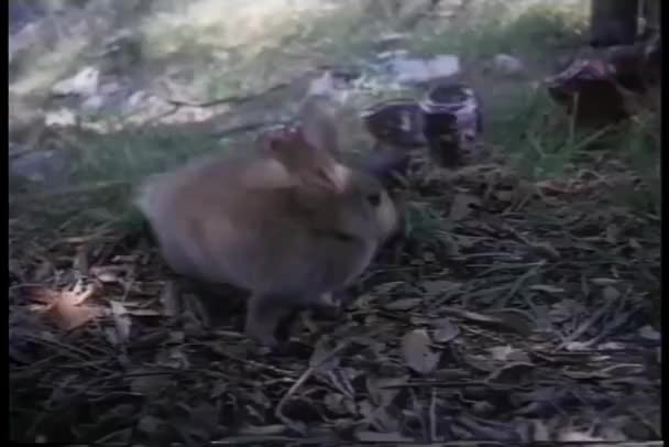 缶のラインによって閉じ込められたウサギ — ストック動画