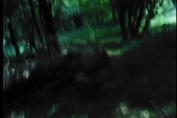 Point Vue Prise Vue Homme Courant Dans Les Bois — Video