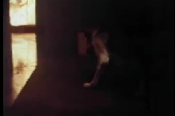 Schäferhund Kommt Aus Brennendem Gebäude — Stockvideo