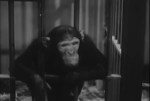 Macaco Enjaulado Apoiando Bares Tentando Falar 1950 — Vídeo de Stock