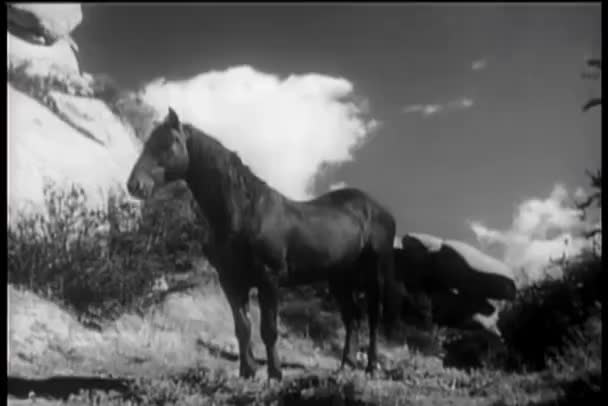 Häst Granne Utomhus Vintage Video — Stockvideo