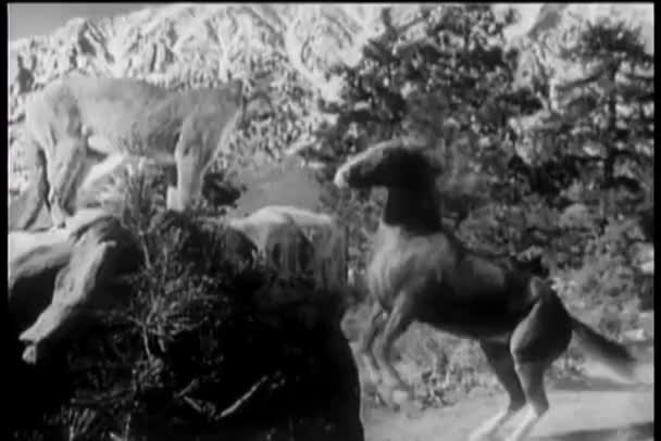 Άλογο Εκτροφής Επάνω Στο Μέτωπο Του Γρυλίζει Cougar — Αρχείο Βίντεο