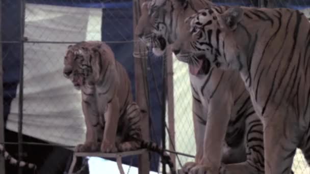 サーカスでトラと共演するリングマスター — ストック動画