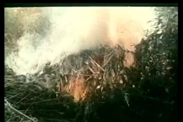 Gros Plan Brushfire Images Vintage — Video