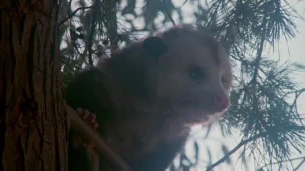 Close Gambá Empoleirado Árvore 1980 — Vídeo de Stock