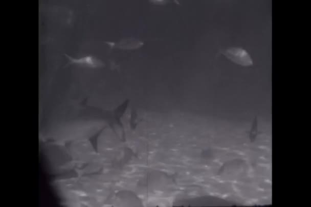 Spanning Van Vissen Zwemmen Aquarium — Stockvideo