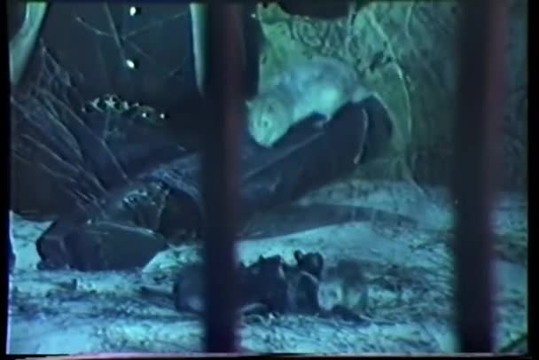 Mann Sitzt Auf Dem Boden Gefängniszelle Umgeben Von Ratten — Stockvideo