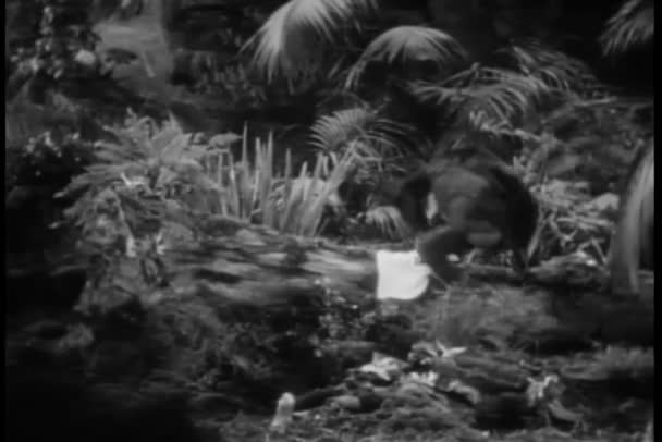 정글에서 셔츠를 훔치는 원숭이 — 비디오