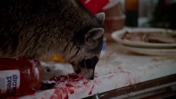 Raccoon Licking Strawberry Preserves Kitchen Counter — Stock Video