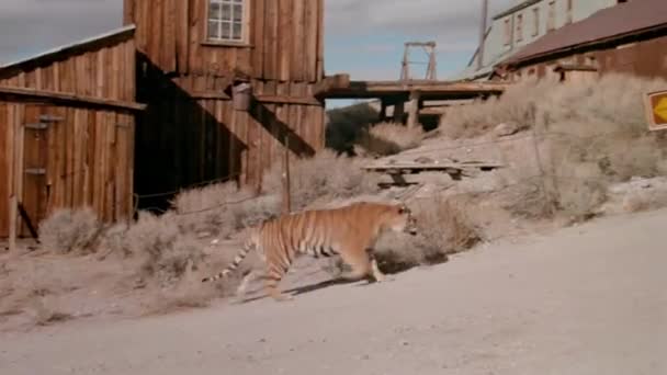 Tiger Passing Danger Sign Abandoned Mining Town — Stock Video