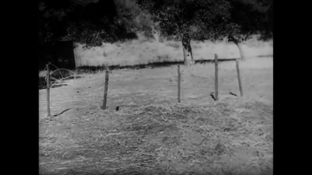 1940年代の基礎訓練中に隠された溝に這う兵士 — ストック動画