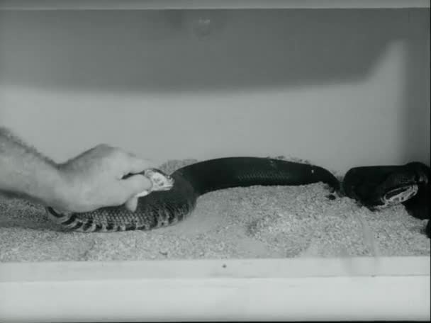 Snake Handler Rimozione Cobra Dal Compartimento Laboratorio 1970 — Video Stock