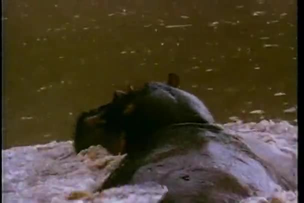 Vista Trasera Del Hipopótamo Nadando Río — Vídeo de stock