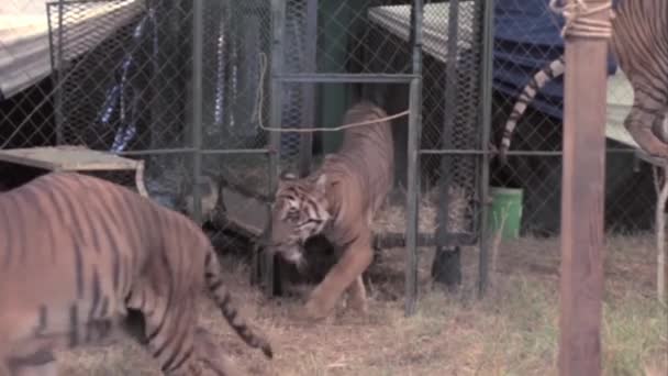 Tygrysy Aranżer Programu Cyrkowego Cyrku — Wideo stockowe
