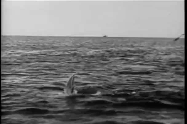Köpekbalığı Zıpkın Çalışılıyor Tekne Polinezya Erkeklerde — Stok video