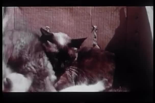 Coyote Becerro Cayendo Caja Gatitos Comparte Leche — Vídeos de Stock