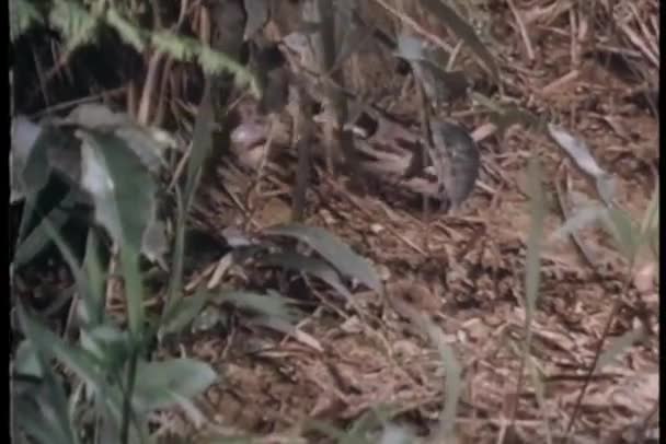 Snake Crawling Ground Nature Background — Stock Video