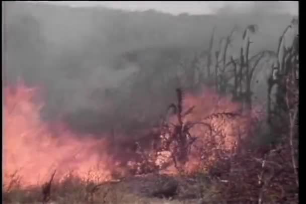 Muži Kteří Snaží Uhasit Požár Africkém Poli — Stock video