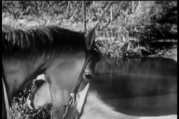 Άλογο Ωθώντας Νέους Foal Ποτάμι — Αρχείο Βίντεο