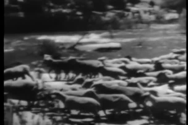 Schafherde Wandert Fluss Entlang — Stockvideo