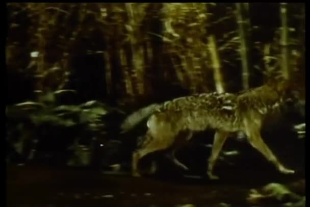 オオカミはジャングルで戦う — ストック動画