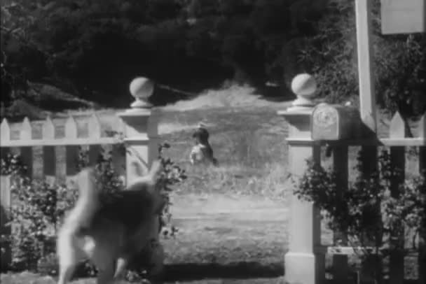 Quatro Pastores Alemães Perseguindo Cowboy Cavalo 1940 — Vídeo de Stock