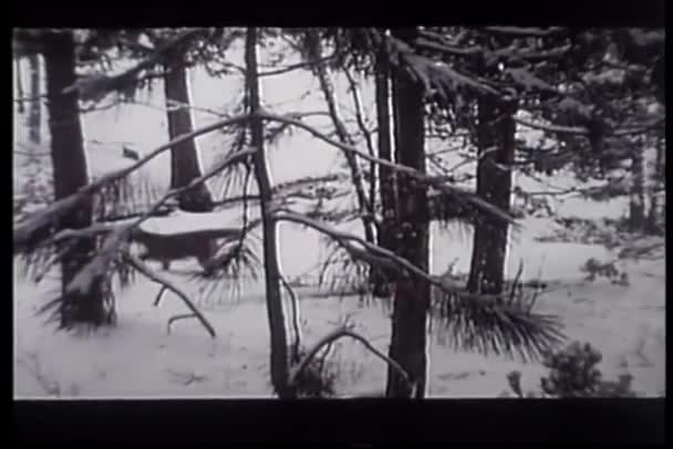 Cougar Konijn Sneeuw Achtervolgen Het Aanvallen Van Het — Stockvideo
