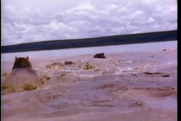Бегемоты Плавающие Реке — стоковое видео