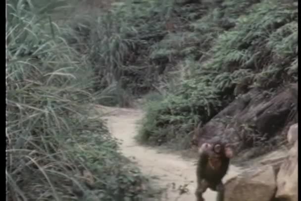 バックグラウンドの道を歩く猿 — ストック動画