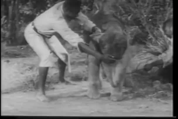 Homens Africanos Capturando Elefante Bebê — Vídeo de Stock