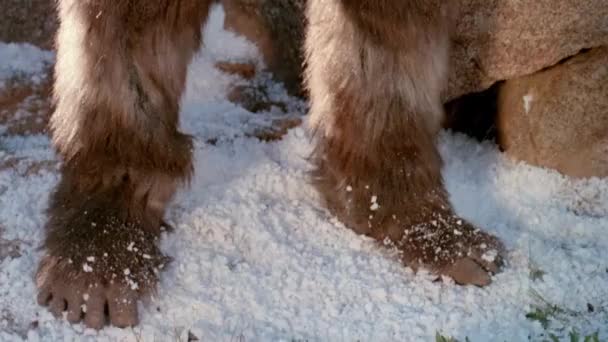 Pan Się Człowiek Bigfoot Kostium Dokonywanie Zatrzymać Gest Reką — Wideo stockowe