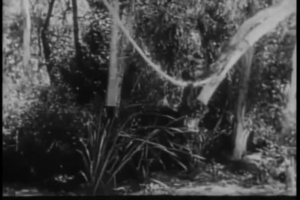 Μαϊμού Τρέχει Μέσα Από Ζούγκλα Στο Παρασκήνιο — Αρχείο Βίντεο