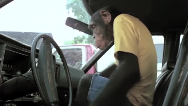 Sisätilojen Laukaus Apina Ajo Auto — kuvapankkivideo