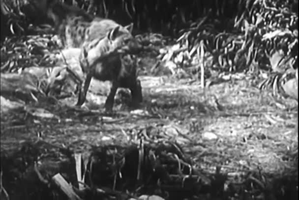 Tiger Hyenor Pyton Och Lejon Djungelmontage 1950 Tal — Stockvideo