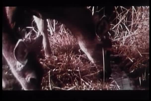 フクロウ クーガー北アメリカの荒野でのモンタージュ — ストック動画