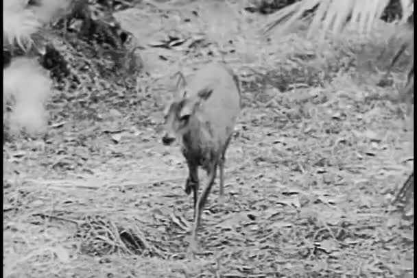 클로즈업 Antelope — 비디오