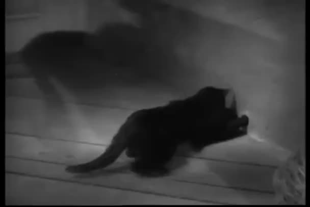 Gato Vigilando Escondite Del Ratón — Vídeo de stock