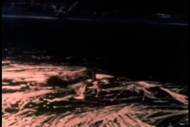 Porcupine Simmar Floden — Stockvideo