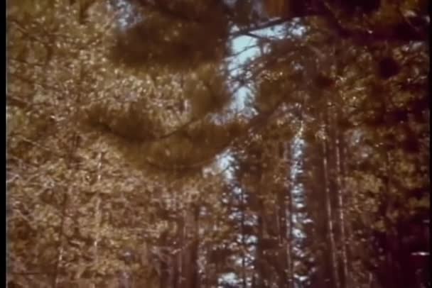 缩小到的车停在森林 — 图库视频影像