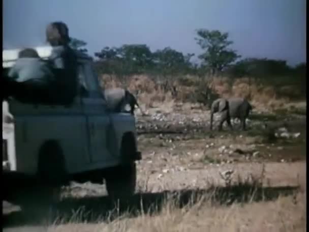 Pick Caminhão Movimento Por Elefantes Floresta — Vídeo de Stock