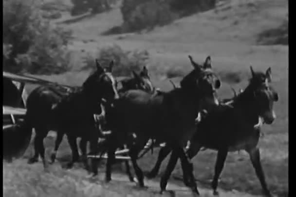 Muž Řídí Koně Tažené Vůz Venkovské Silnici — Stock video