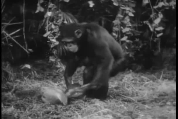 Słodkie Małpa Gra Kokosów Lesie — Wideo stockowe