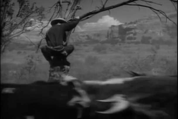 Cowboy Saving Himself Cow Stampede 1940S — Stock Video