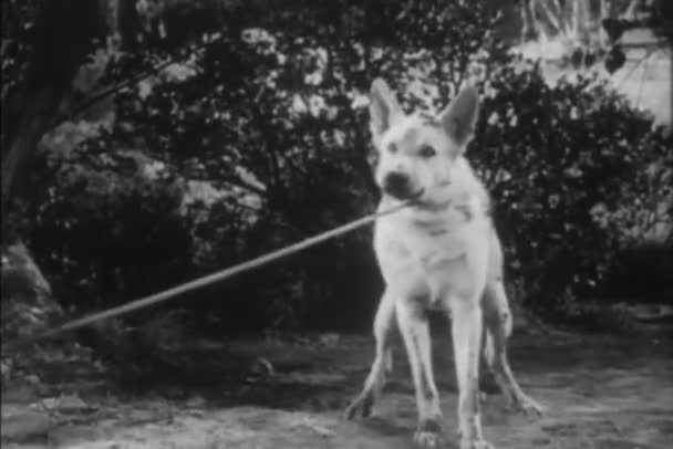 Barking Dog Tied Rope Outdoors 1940S — Stock Video