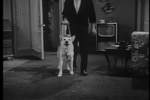 男主角整个客厅的导盲犬 — 图库视频影像