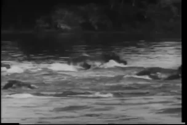 Images Hippopotames Traversant Rivière — Video