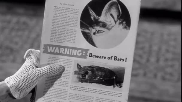 Close Woman Reading Article Bats 1950S — Stok Video