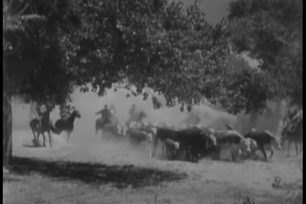Sığır Güden Kovboyların Montajı — Stok video