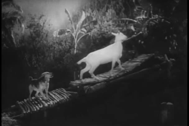 Σκύλος Και Κατσίκα Που Εργάζονται Αυτοσχέδιο Διάδρομο Επαναλαμβάνουμε Βούτυρο — Αρχείο Βίντεο
